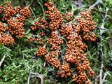 Leocarpus fragilis bildet auf feuchtem, bemoostem Totholz in dichten Gruppen glatte, stark glänzende, tropfen- bis birnenförmige Sporangien (ocker- bis kastanienbraun).
